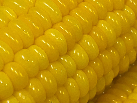 朝収穫して当日発送！とうもろこしゴールドラッシュ約5k 2Lサイズ11本〜12本