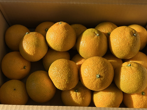 スイートスプリング5kg（箱込）200g前後/個　20〜25個入り