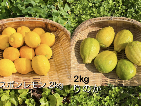 [自然栽培]レモン2種食べ比べセット(2kgずつ4kg)りのか、リスボン 農薬不使用
