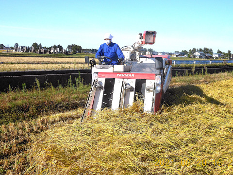 新潟県産の食べ比べセットで【こしひかり】と【恋の予感】と【ひとめぼれ】そして【縁結び】と【新之助】いう新潟県で栽培したお米で、9袋の合計2.8㎏で、12月20日～1月10日迄の注文に限る限定価格です