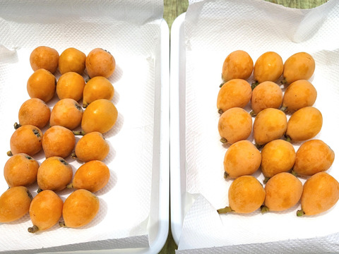 袋掛け栽培！愛知びわ『茂木』15～18ヶ入り×2P　専用輸送箱入り