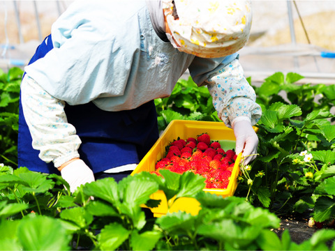 【福袋】「栃木のいちご4種入り！」厳選！2パック9～15粒【ゆりかーご】900g以上