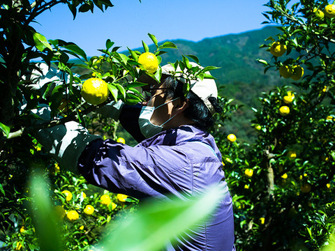 農薬・化学肥料不使用！香り高い徳島産・木頭柚子の果皮スライス（2㎜）たっぷり使える1kg真空パック [要冷凍]