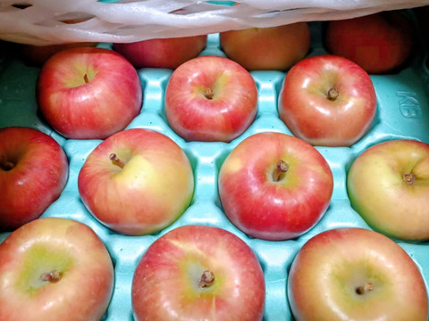 🏆2025年りんごGP金賞受賞🎊青森県産りんご　蜜たっぷり葉とらず高徳　家庭用5㎏【12～25個入り】