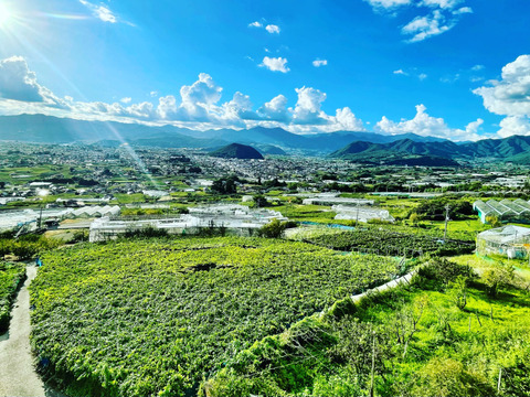 シャインマスカット約1.2㎏ （２房）☆9/7 - 9/18 発送予定　　　爽やかな香りと高貴な甘さ　
　　　種なしで皮ごと楽しめる人気の女王