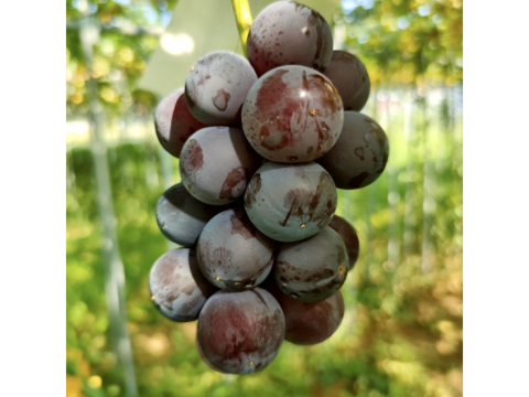 ほんだ屋の「ちび涼香」500-600g前後