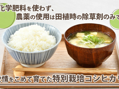 毎日美味しく！！特別栽培コシヒカリ無洗米(15㎏)