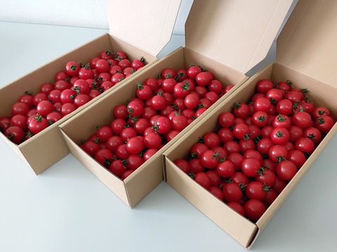 濃厚な旨味！酸味・甘味のバランス抜群！最高峰のフルーツトマト 1kg×3箱