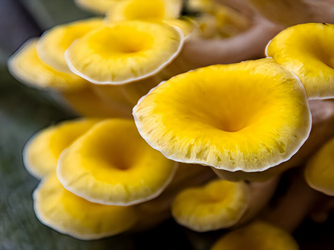 丸太栽培　原木タモギタケ