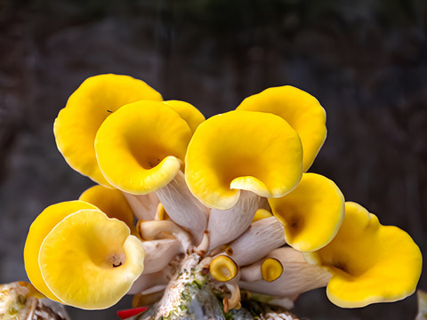 丸太栽培　原木タモギタケ