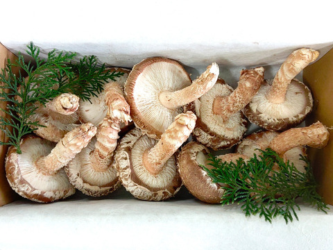 地域資源を有効に活用！！とっても肉厚な原木しいたけ（富山育ち）