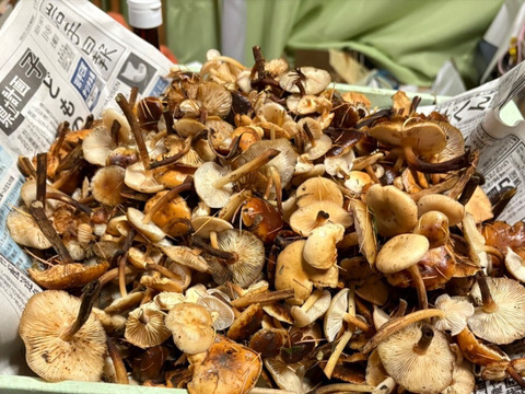 【秋の天然茸】幻の天然エノキ茸/ユキノシタ/天然は香り旨味食感段違い/200g