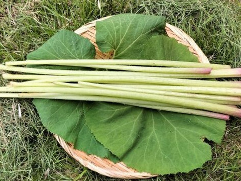 【自然栽培】　たけのこ（３ｋｇ）＆　フキ（３００ｇ）