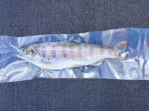 1尾からご注文可能！渓流の女王ヤマメ(１尾約120g前後)【八ヶ岳南麓の湧水育ち】