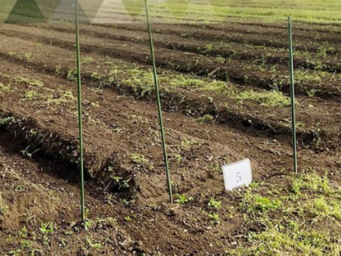 【サイズ混合ほくほく男爵、でんぷん質たっぷり！！】約２キロ！！農薬肥料不使用！！