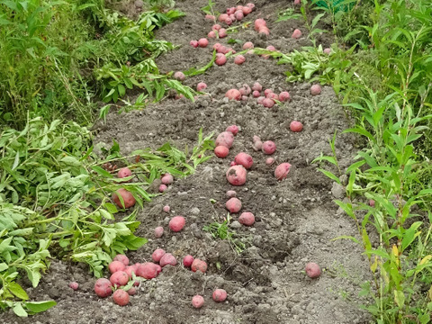 クリーミーで甘味のあるホクホクした食感がおいしい♪外皮は赤紫色でも中の果肉は鮮黄色、加熱するとホロホロと崩れやすいので、ポテサラやマッシュポテト、コロッケなどに最適なジャガイモ『アンデスレッド』2kg