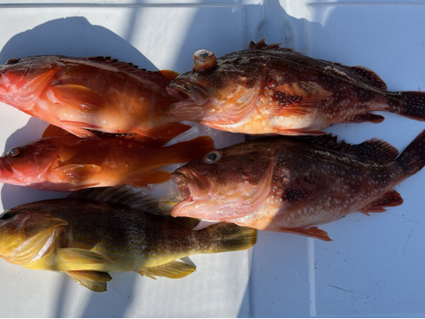 明日朝まで限定！捕れたて！カサゴ・アカハタ・アオナ　約3.5kgオーバー 長崎県対馬市(内臓・鱗処理済)