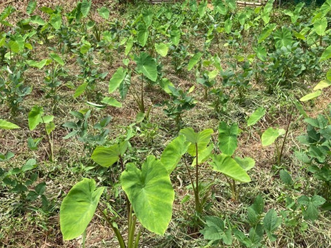 【農薬、肥料不使用！！粘りが強くねっとりとろ～り柔らか里芋！！】約4キロ