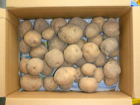 秋を楽しむセット！男爵1Ｋ＆四角豆500ｇ～農薬/化学肥料・不使用