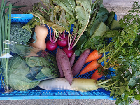 京都北部の旬の定番野菜セット