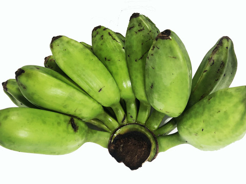 【台風被害】未熟だけど料理等にお使いいただけます!無農薬のドワーフ・アイスクリームバナナ 2kg