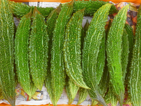 猛暑！スッキリパワー！ゴーヤ20本～農薬/化学肥料・不使用