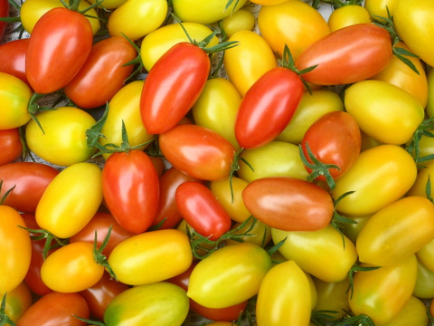 カラフルパワー！白ナス　黒/緑シシトウ　オクラ　ミニトマト～農薬/化学肥料・不使用