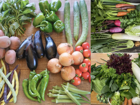 【1年間定期便】兵庫県　野菜の定期便