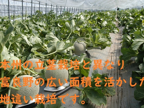 【夏ギフト】【北海道富良野産】 赤肉メロン 大箱（4～6玉）ラベンダ付
