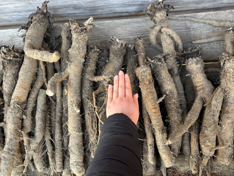 【京都美山】田歌の周年ごぼう　1kg