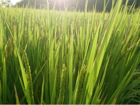 愛知県産　もち米「特別栽培米」　1.4kg