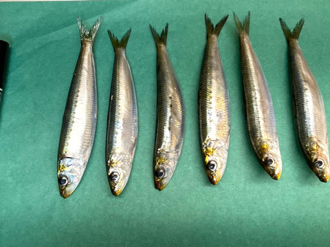 【2週間の奇跡】宝鰯/体脂肪質20～30％/小羽10匹×/330~400g【冷凍】
