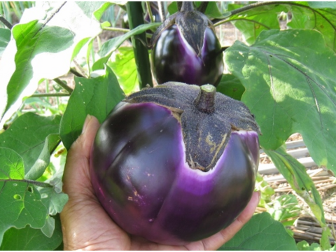 世界一！ヴィオレッタ・デ・フィレンチェ2K