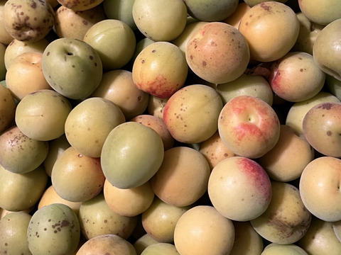 まじりっけなし！梅干に最適！『十郎』1kg 自然栽培の梅。ジャム、茶梅など様々なレシピに。農薬不使用