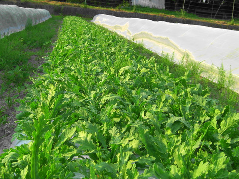 今！スッキリ！【 わさび菜1ｋｇ】緑パワー～農薬/化学肥料・不使用