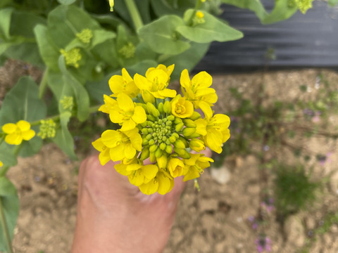 【当日採取でお届け】白菜の花 500g  おひたしにおすすめ♪ えぐみが少なくほのかに甘い 栽培期間中農薬不使用 まもなく終了