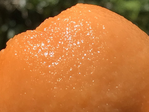 福原農園の無添加びわジャム(200g×3瓶)セット