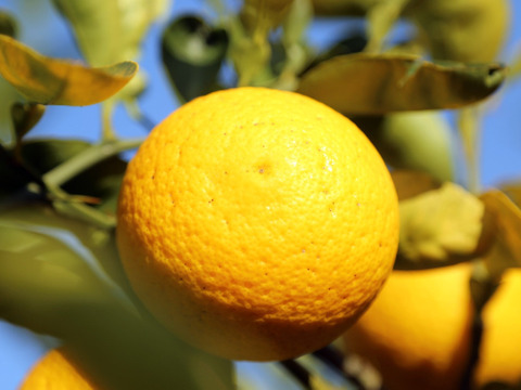 今が旬！　この時期一番美味しい商品【自然栽培】 河内晩柑(河内町産）（4.5K）