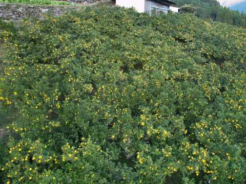 【コンビニ支払い用】11月10日～発送 有機JAS認証ゆず（黄玉・優品）3kg