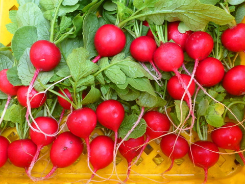 猛暑/夏バテよ　サラバ！体調管理に・・ラディシュ・1kｇ～農薬/化学肥料・不使用