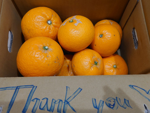 清見オレンジ🍊（家庭用・3Kg）