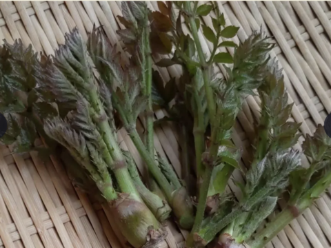 【天ぷらサイコー】タラの芽とウドの新芽※只今クール代サービス！150g