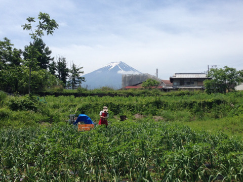 スタミナをつける！自然栽培のにんにくの芽(冷凍1.5kg)富士河口湖産