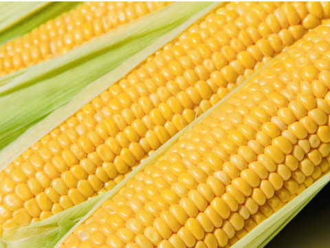【朝採り】フルーツみたいなミラクルコーン🌽🌽🌽　み・ら・い　(味来)  5kg  (2L〜3Lサイズ　11〜12本)