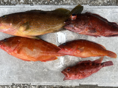 明日朝まで限定！捕れたて！アコウ・カサゴ・アカハタ　約2kgオーバー 長崎県対馬市(内臓・鱗処理済)