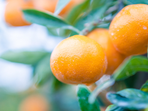 【冬ギフト】農家直送！有田みかん3kg≪2Sサイズ（小玉）秀品≫【平武農園】～蛍飛ぶ町から旬の便り～　和歌山｜有田｜田口｜ギフト｜こだわり　産地直送　お取り寄せ