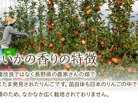 ≪出荷中≫幻のりんご【あいかの香り】約3kg