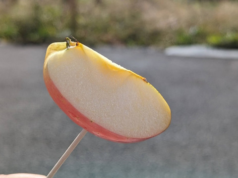 【加工用】シナノプッチ 約2.5kg(7-16玉)  9月中旬頃発送開始予定 長野生まれのプッチなりんご#NAP0K025