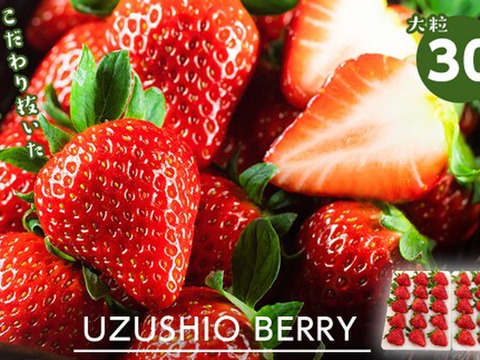 朝摘み大粒！甘～いブランド苺！　【うずしおベリー】 大粒 30個（15個入×2ケース）