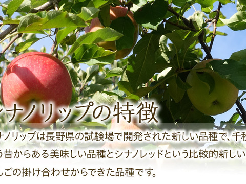 ≪2026年度予約受付中≫　新品種！夏りんご【シナノリップ】訳あり３㎏